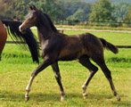 Trakehner Hengstfohlen von Saint Cyr x Herzruf, Foto: Beate Langels Gestt Hmelschenburg