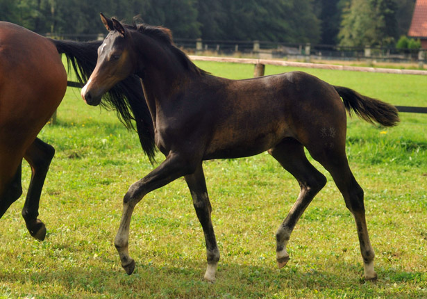 Trakehner Hengstfohlen von Saint Cyr u.d. Kosma Shiva v. Herzruf, Foto: Beate Langels, Trakehner Gestt Hmelschenburg