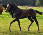 Hengstfohlen von Saint Cyr x Herzruf, Foto: Beate Langels Gestt Hmelschenburg