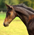 Hengstfohlen von Saint Cyr x Herzruf, Foto: Beate Langels Gestt Hmelschenburg