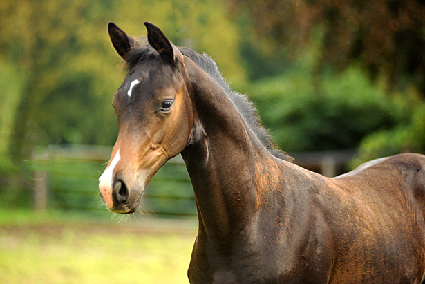 Trakehner Hengstfohlen von Saint Cyr u.d. Kosma Shiva v. Herzruf, Foto: Beate Langels, Trakehner Gestt Hmelschenburg