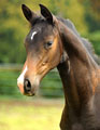 Hengstfohlen von Saint Cyr x Herzruf, Foto: Beate Langels Gestt Hmelschenburg