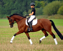 Schwalbenpoesie von Exclusiv - Foto: Marion Delliehausen