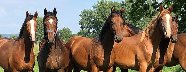 Ein und zweijährige Hengste und Trakehner - Foto: Beate Langels - Trakehner Gestüt Hämelschenburg