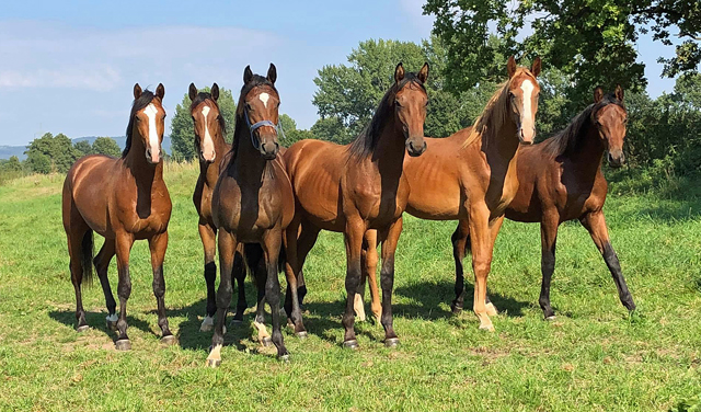 Ein und zweijhrige Hengste und Trakehner - Foto: Beate Langels - Trakehner Gestt Hmelschenburg