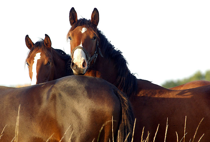 Trakehner colt by Freudenfest out of Premiummare Tavolara by Exclusiv