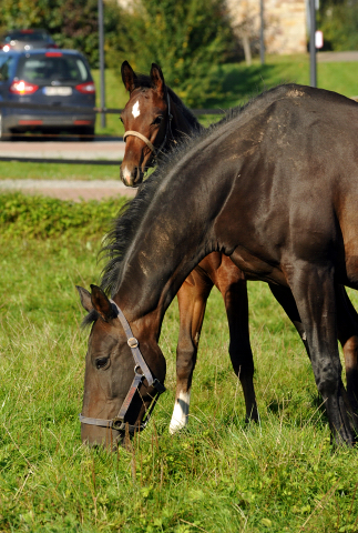 Beloved mit Hengstfohlen von Oliver Twist - Foto Beate Langels - Gestt Hmelschenburg