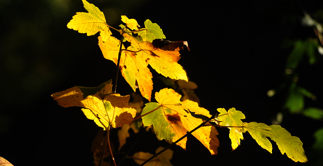 Herbst 2015 im Gestt Hmelschenburg - Foto Beate Langels - Trakehner Gestt Hmelschenburg