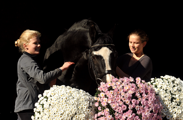 Alter Fritz mit Pauline und Lea 11.10.2015  - Foto Beate Langels - Trakehner Gestt Hmelschenburg