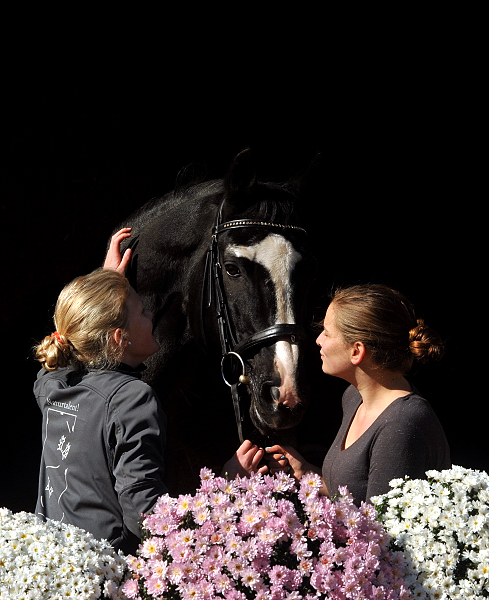 Alter Fritz mit Pauline und Lea 11.10.2015  - Foto Beate Langels - Trakehner Gestt Hmelschenburg
