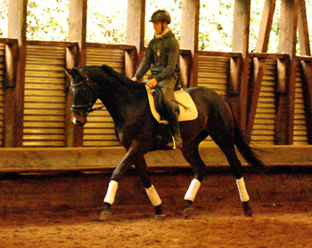 Der 3jhrige Grand Cyr lernt Kunststckchen - Oktober 2017 im Trakehner Gestt Hmelschenburg - Foto: Beate Langels