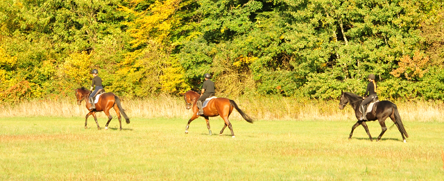 Ausritt mit unseren 3jhrigen im Oktober - Trakehner Gestt Hmelschenburg - Beate Langels