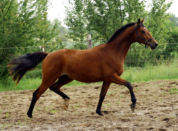 Dreijhriger Wallach von Showmaster x Tuareg - Schplitz im November 2011 Foto: Richard Langels - Trakehner Gestt Hmelschenburg