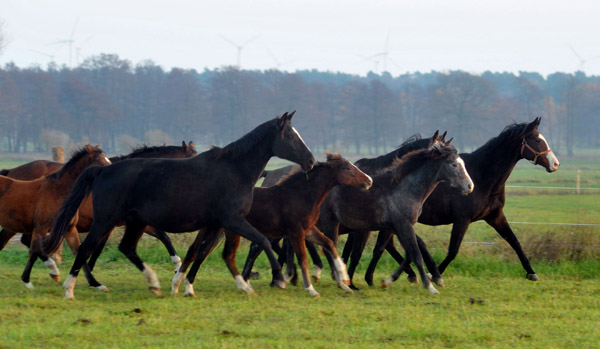 Fototermin in Schplitz  - Foto: Beate Langels - Trakehner Gestt Hmelschenburg