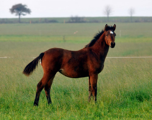 Stutfohlen von Syriano u.d. Pr.St. Gracia Patricia v. Alter Fritz - in Schplitz  - Foto: Beate Langels - Trakehner Gestt Hmelschenburg