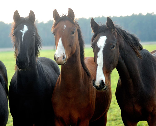 Fototermin in Schplitz in der Mitte Schwalbenperle v. Alter Fritz, rechts Galiana v. Exclusiv - Foto: Beate Langels - Trakehner Gestt Hmelschenburg