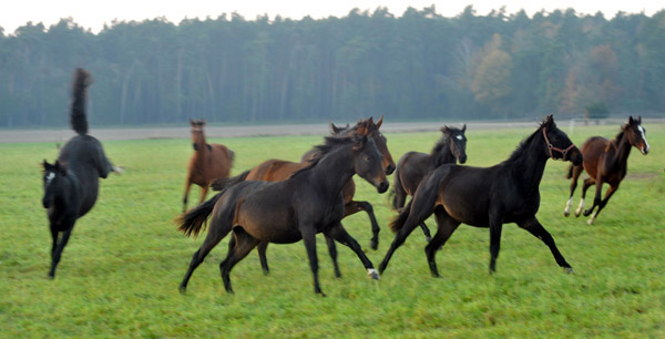 Jhrlingsstuten - Fototermin in Schplitz  - Foto: Beate Langels - Trakehner Gestt Hmelschenburg