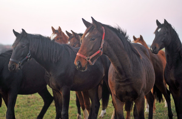 Jhrlingshengste  - Foto: Beate Langels - Trakehner Gestt Hmelschenburg