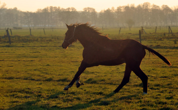 Ankuft in Schplitz - 11. November 2011 - Foto: Beate Langels - Trakehner Gestt Hmelschenburg