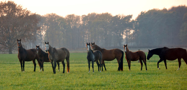 Fototermin in Schplitz  - Foto: Beate Langels - Trakehner Gestt Hmelschenburg