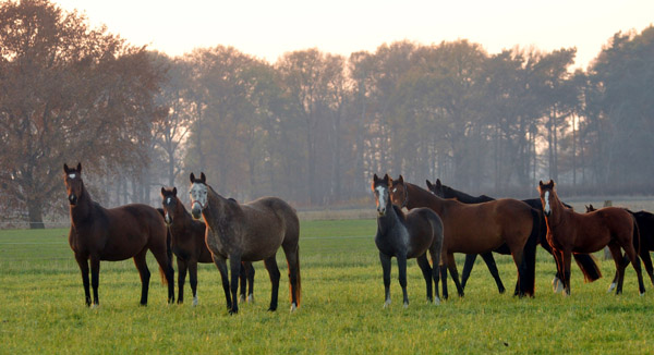 Fototermin in Schplitz  - Foto: Beate Langels - Trakehner Gestt Hmelschenburg