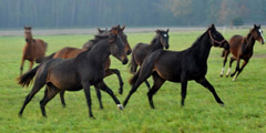 Foto Beate Langels - Trakehner Gestt Hmelschenburg