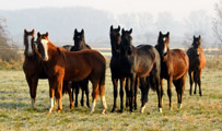 Foto Beate Langels - Trakehner Gestt Hmelschenburg