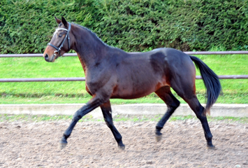 Hengst von Summertime u.d. Elitestute Schwalbenspiel v. Exclusiv - Gestt Hmelschenburg am 1. September 2014, Foto: Beate Langels, 
Trakehner Gestt Hmelschenburg - Beate Langels