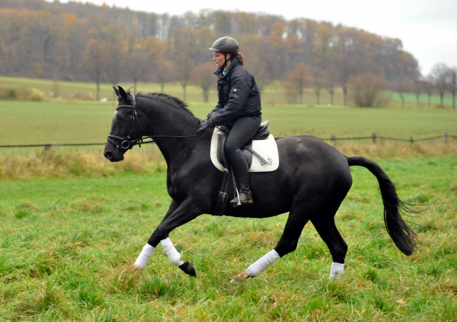 Ginger Rogers - 11. November 2015  - Foto Beate Langels - Trakehner Gestt Hmelschenburg