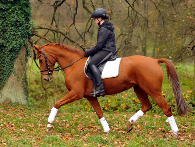 Be Fair v. Symont - 11. November 2015  - Foto Beate Langels - Trakehner Gestt Hmelschenburg