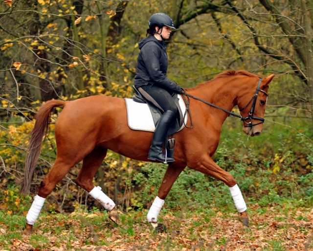 Be Fair v. Symont - 11. November 2015  - Foto Beate Langels - Trakehner Gestt Hmelschenburg