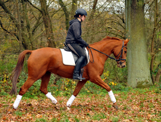 Be Fair v. Symont - 11. November 2015  - Foto Beate Langels - Trakehner Gestt Hmelschenburg