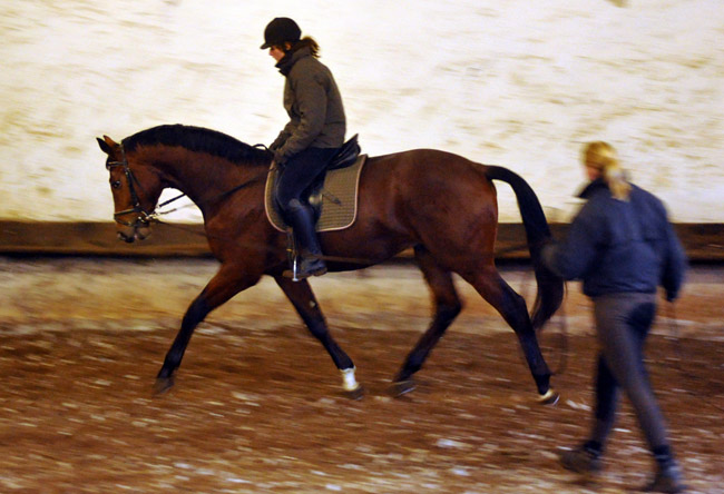 Trakehner Hengst von Freudenfest u.d. Pr.u.StPrSt. Tavolara v. Exclusiv  - Foto: Beate Langels - Trakehner Gestt Hmelschenburg