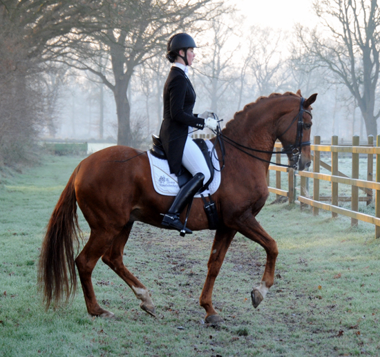 Impressionen vom Dezember 2021 - Trakehner Gestt Hmelschenburg  - Foto: Beate Langels