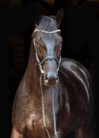 Geraldinio v. Summertime x Alter Fritz - Trakehner Gestt Hmelschenburg -  Foto: Beate Langels Gestt Hmelschenburg