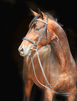 Hirtenglanz v. Grand Passion x Summertime - Trakehner Gestt Hmelschenburg -  Foto: Beate Langels Gestt Hmelschenburg