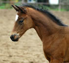 Stutfohlen von Freudenfest u.d. Tabella - Foto: Beate Langels