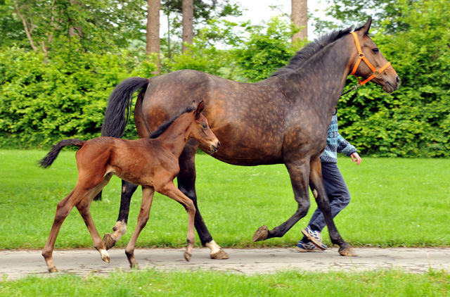 Vier Tage altes Stutfohlen von Saint Cyr x Lauries Crusador xx - Foto: Beate Langels