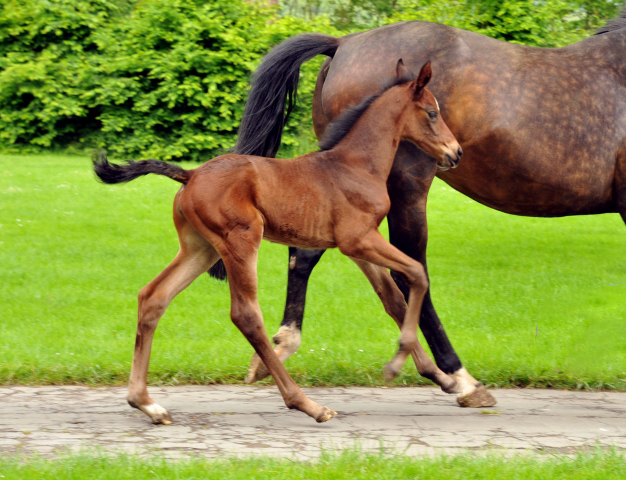 Vier Tage altes Stutfohlen von Saint Cyr x Lauries Crusador xx - Foto: Beate Langels