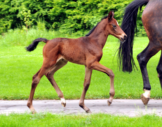 Vier Tage altes Stutfohlen von Saint Cyr x Lauries Crusador xx - Foto: Beate Langels