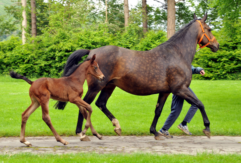 Vier Tage altes Stutfohlen von Saint Cyr x Lauries Crusador xx - Foto: Beate Langels