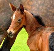 Stutfohlen von Saint Cyr x Lauriers Crusador xx - Foto Beate Langels