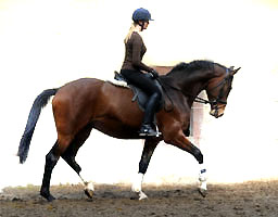 Galileo von Exclusiv u.d. Gwendolyn v. Maestro - Kostolany - Karon - Foto: Beate Langels - Trakehner Gestt Hmelschenburg