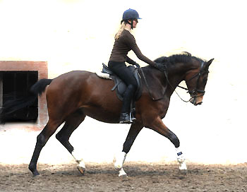 Galileo von Exclusiv u.d. Gwendolyn v. Maestro - Kostolany - Karon - Foto: Beate Langels - Trakehner Gestt Hmelschenburg