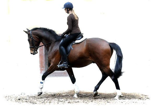 Galileo von Exclusiv u.d. Gwendolyn v. Maestro - Kostolany - Karon - Foto: Beate Langels - Trakehner Gestt Hmelschenburg