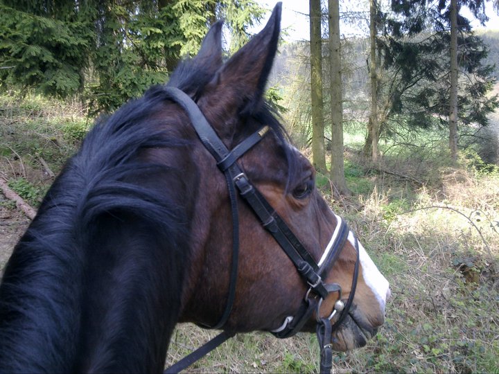 Gwendolyn beim Ausritt mit Ellen - im April 2011