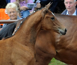 Trakehner Filly by Freudenfest - Summertime, Foto: Ulrike Sahm-Ltteken