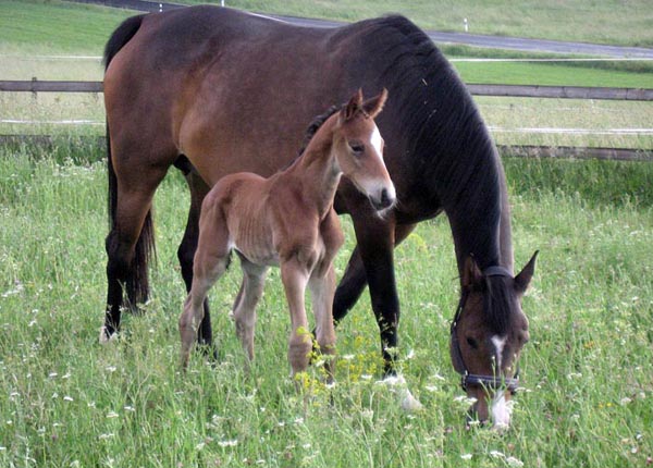 Trakehner Hengstfohlen von Summertime u.d. Hannah v. Le Tigre x u.d. Hera Zadow v. Tolstoi, Foto: Kellmann