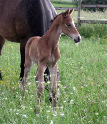 Trakehner Hengstfohlen von Summertime u.d. Hannah v. Le Tigre x u.d. Hera Zadow v. Tolstoi, Foto: Kellmann