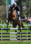 5j�hriger Trakehner Wallach von Shavalou u.d. Kida v. Schampus